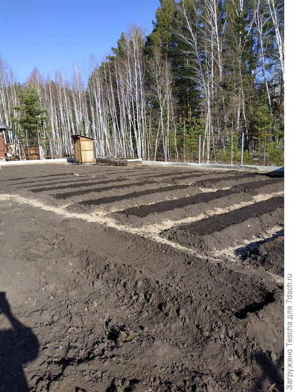 Общий вид огорода, за грядками участок под картофель.