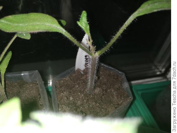 Начал рост.