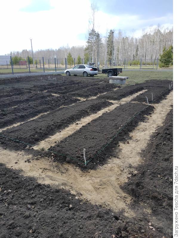 Грядки размечены по ниточкам