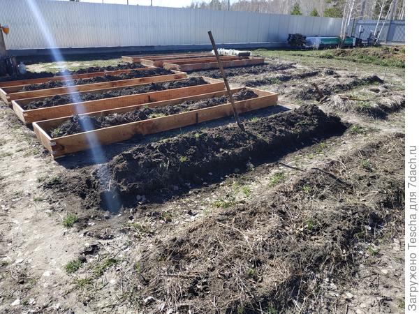 Окапываю грядки для установки ограждения