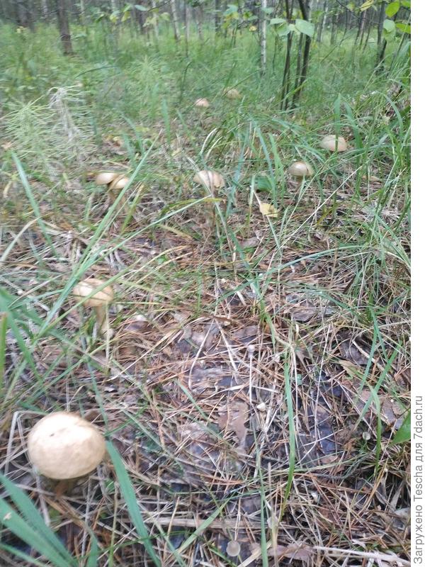 Зато грибов наросло
