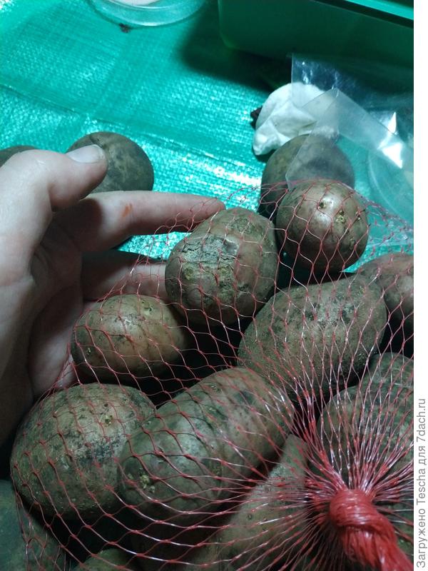 Качество семенного картофеля