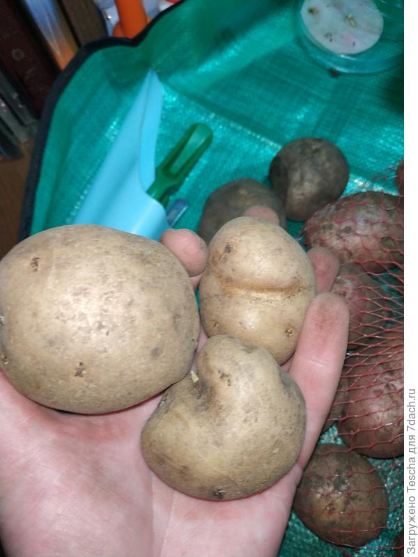 Кривенькая Адретта