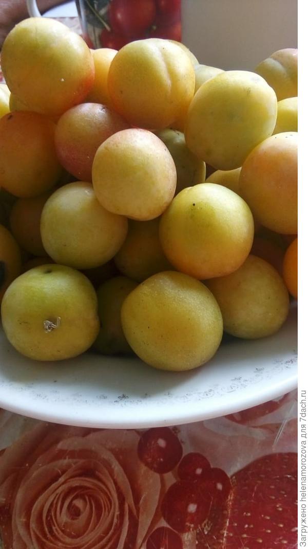 слива из косточек