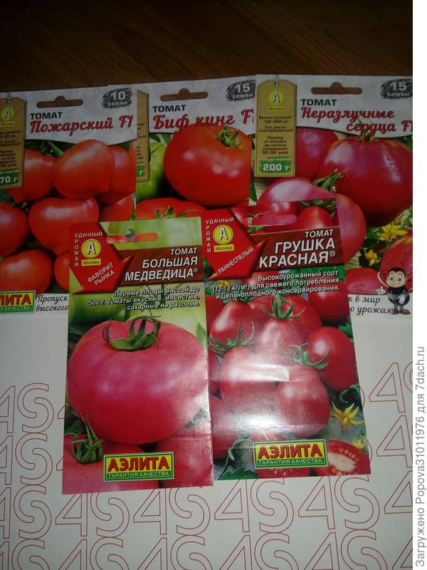 Мои помидоры