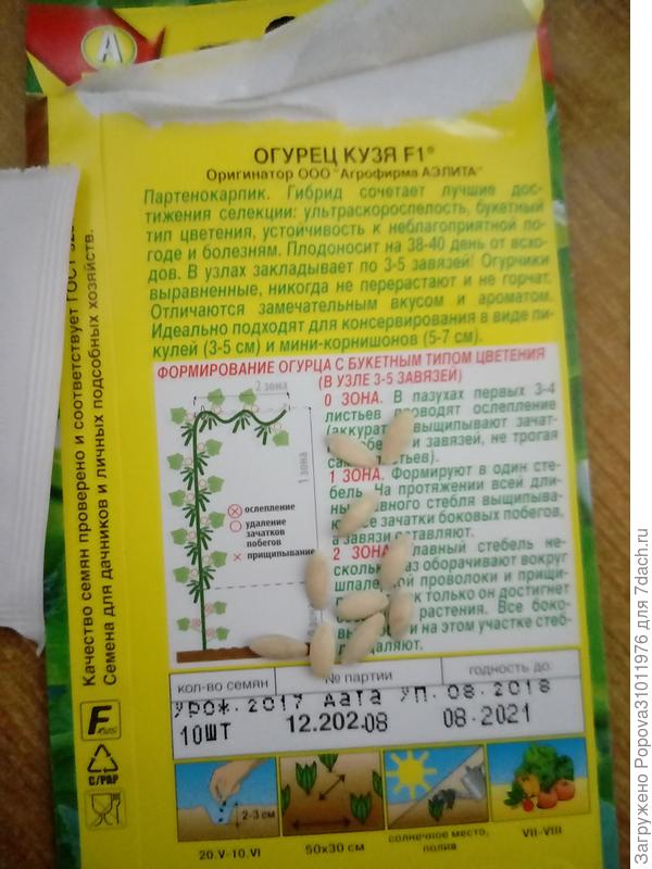 В пакете 10 штук семян чистых и откалиброванных