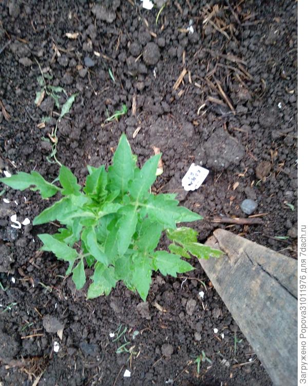 Вот такая Грушка крепенькая и толстенькая пошла в грунт