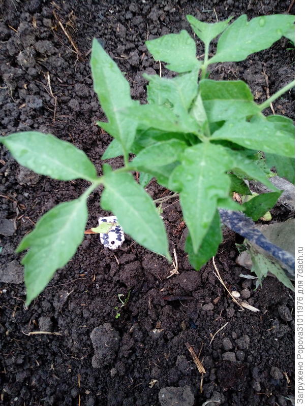 11 июня высадила в грунт