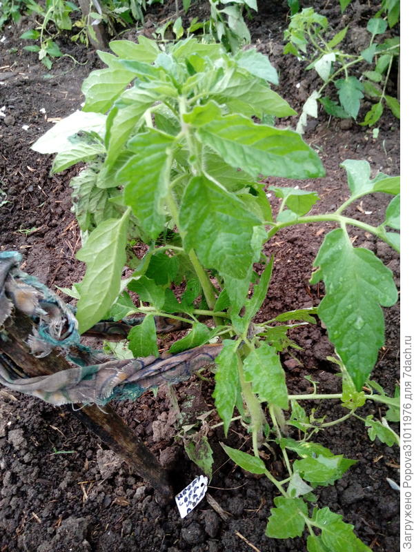 Неразлучные сердца