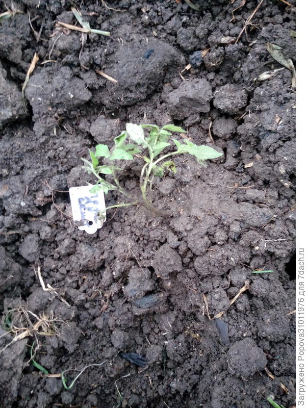 11 июня высадила на грядку, в открытый грунт