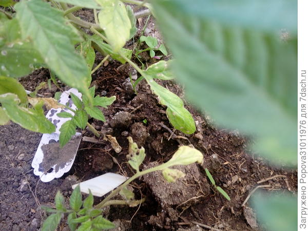 Вот какой низенький на 2 июня. Стояли дожди, весь месяц лили, было очень холодно, поэтому рост притормозился.