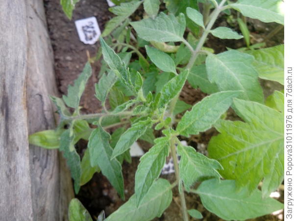 Это фото 2 июня , стояли холода , лили дожди , томаты неокрепшие стояли . Потом пролила мочевиной и томатики окрепли