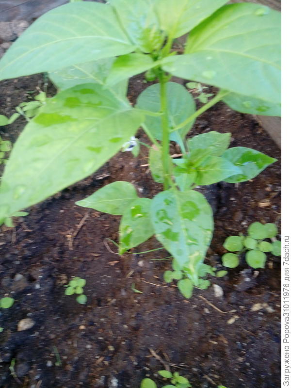 Вот какой перчик вытянулся и окреп