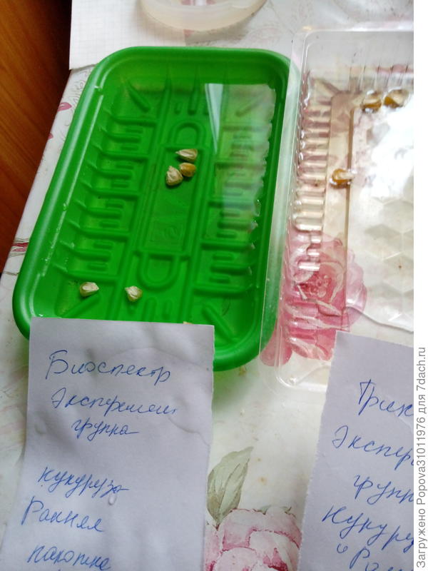 6 штук семян замочила 10 капель на 100гр воды на 7 часов