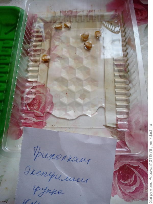 Кукуруза в растворе Трихопланта