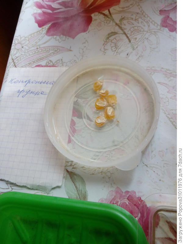 Замоченные в воде семена контрольной группы