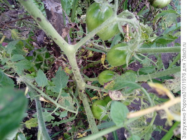 4 августа завязалась первая кисточка