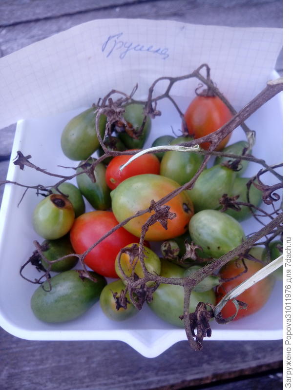 Всего получилось 30 штук томатов