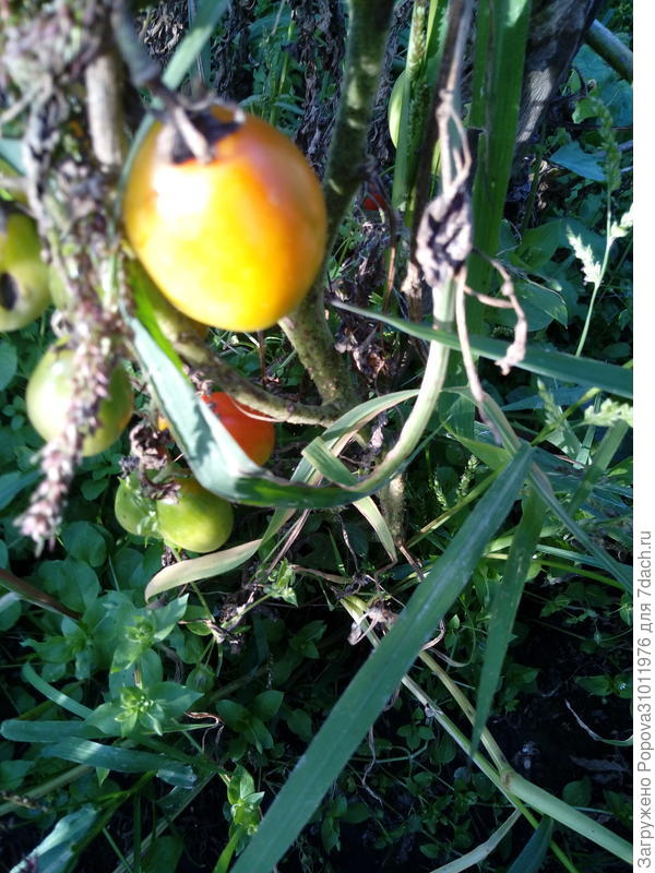 Грушка начала спеть 28 августа