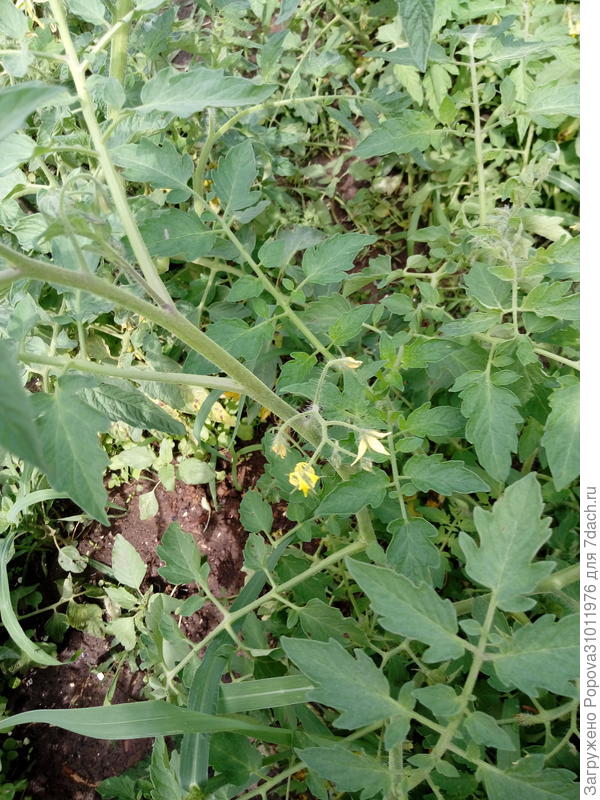 28 июля появилась первые цветы