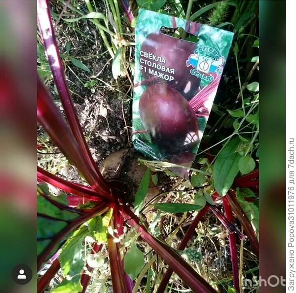 Свекла F1 Мажор .