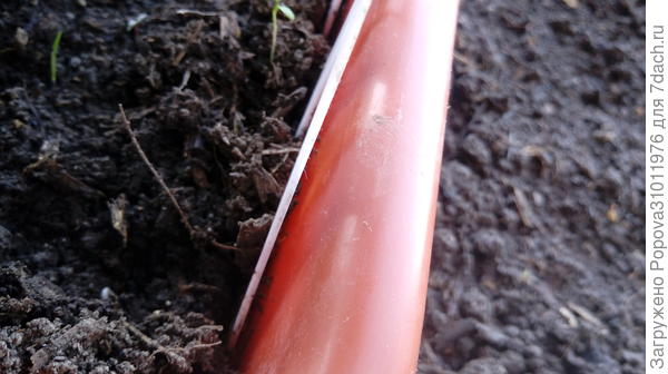 4 апреля взошла первая Черная лакомка