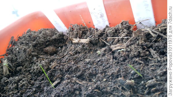 Первая петелька