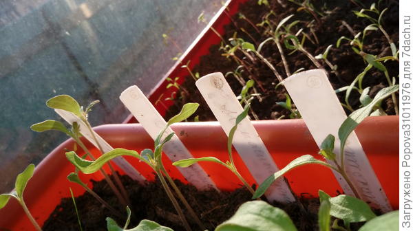 Помидорки на 15 апреля .