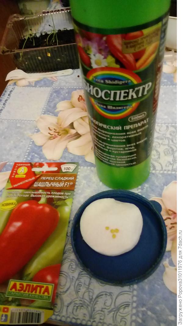 4 семечка на ватном диске .