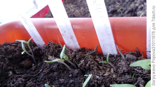 8 апреля дружные всходы помидор