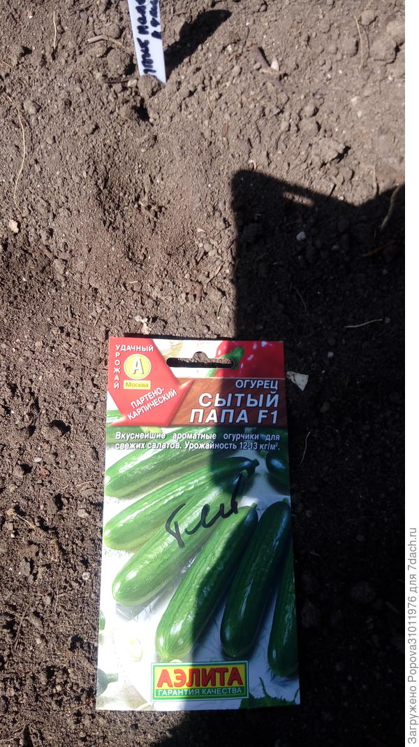 Огурец Сытый Папа