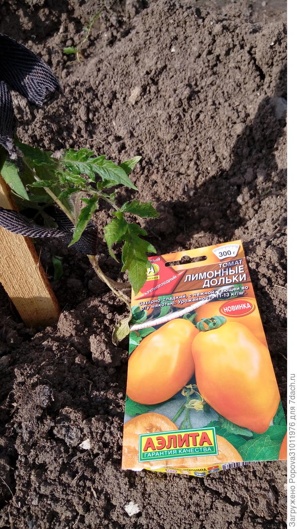 Томат Лимонные дольки