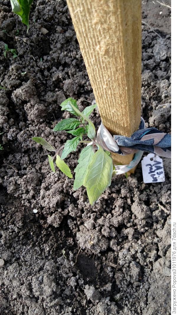 Лазурный гигант