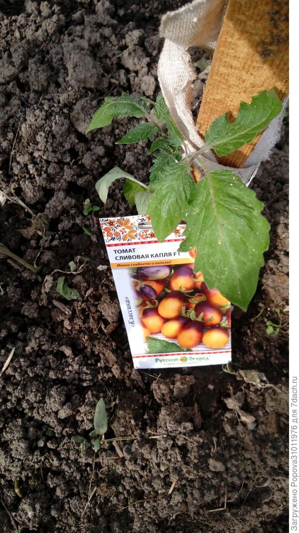 Сливовая капля