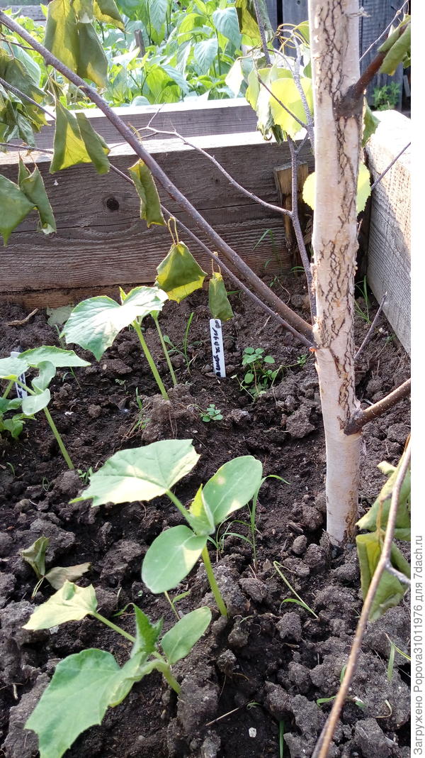 Огурец Сладкий хруст