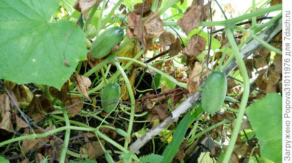 Огурец Сытый Папа