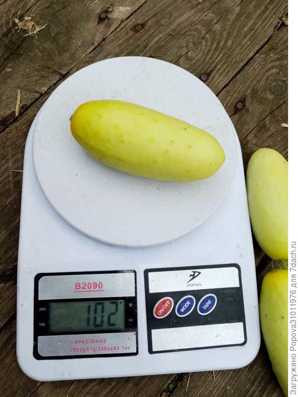 Вес одного огурчика 102 гр