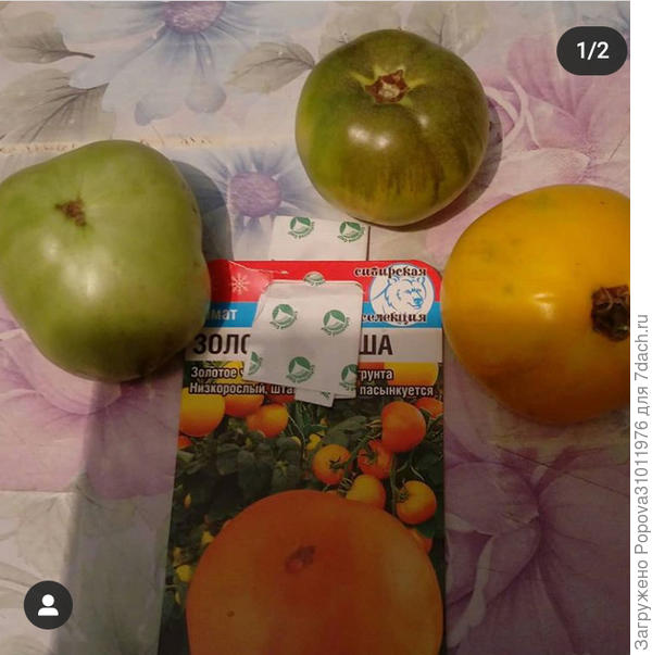 Золотая Клуша низенький томат и усыпной.