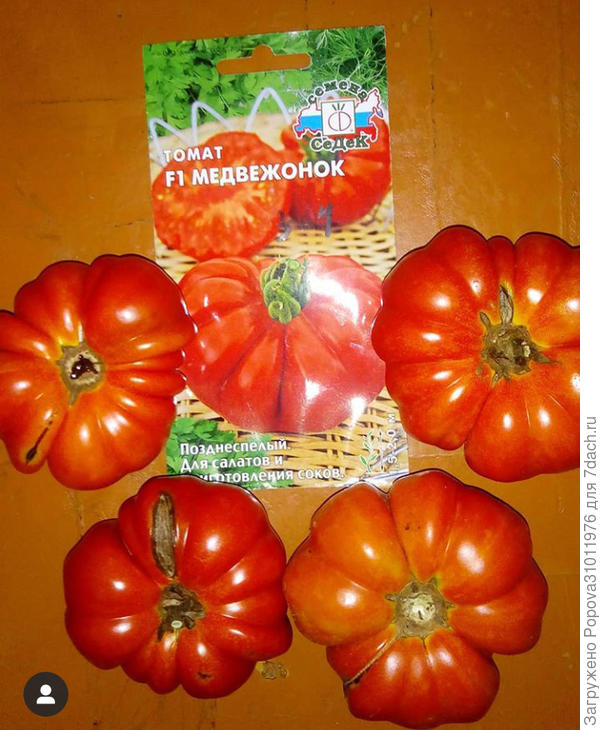 Томат Медвежонок очень урожайный от Седек
