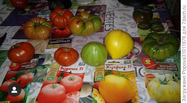 Томаты от Аэлиты все супер