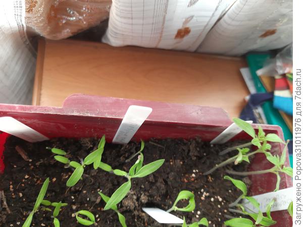 Томаты на 11 апреля.