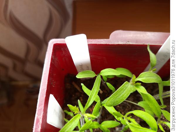 Де Барао царский