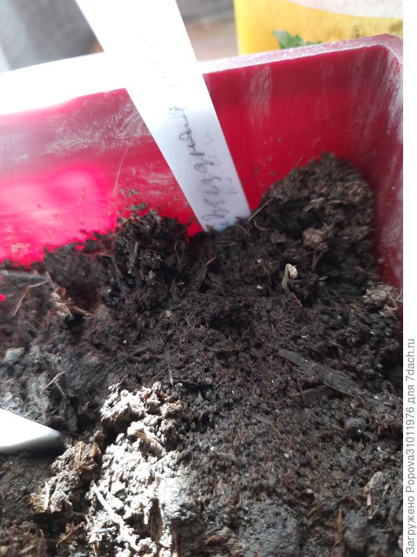 Первый взошла Звездная россыпь