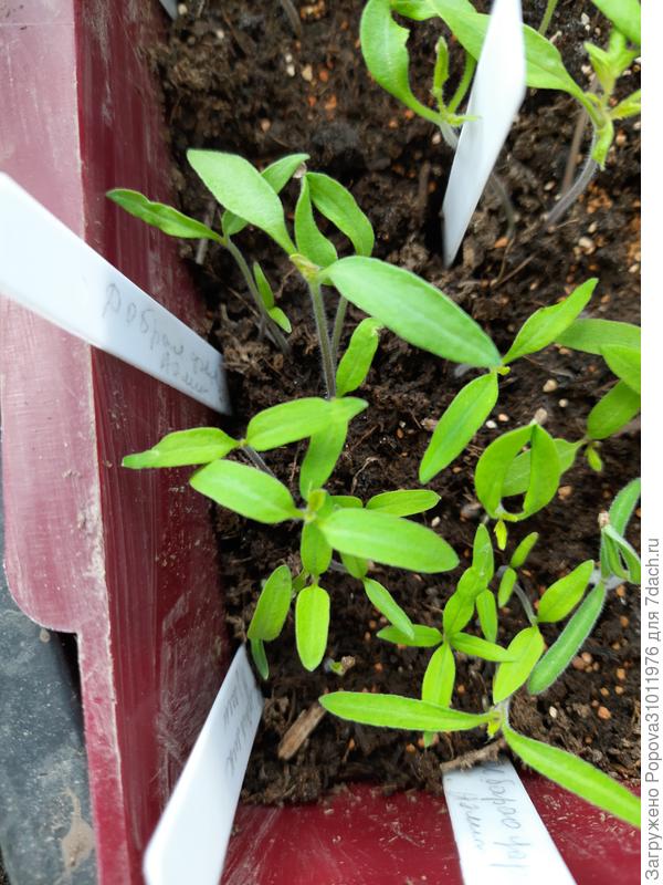 Томаты на 13 апреля