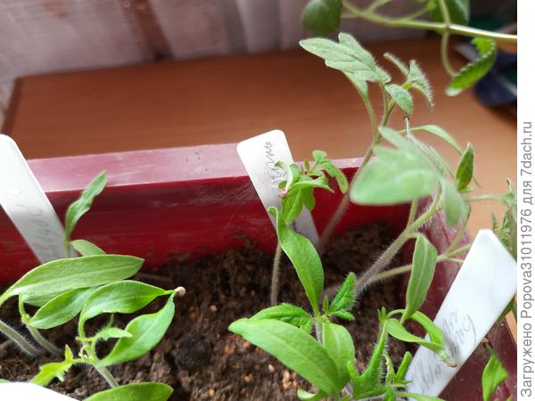 Звездная россыпь 15 апреля