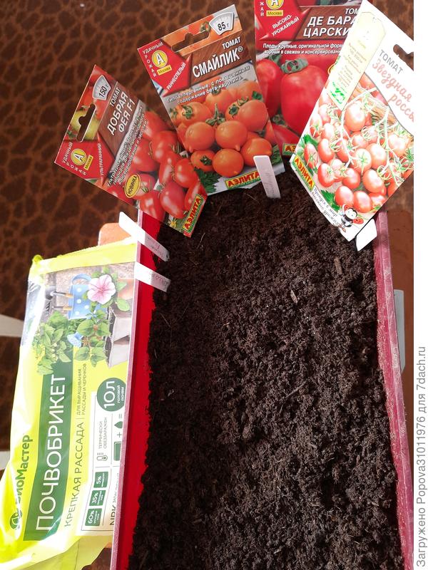 Томаты посеяла 23 марта