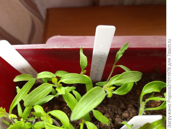 Де барао Царский