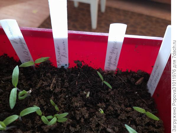 Томаты на 8 апреля