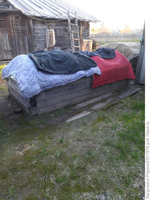 Вот так накрываем на ночь перец, чтобы не замёрз, от ночных заморозков.