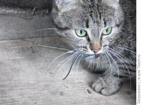 Ну а нам позировать некогда,всё в трудах праведных аки пчёлка.